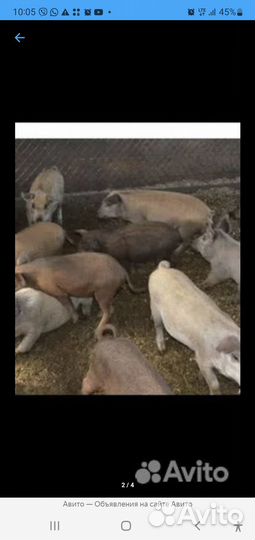 Поросята разные