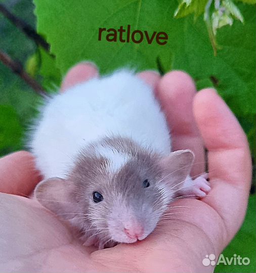 Крысята ручные и нежные мальчишки от ratlove