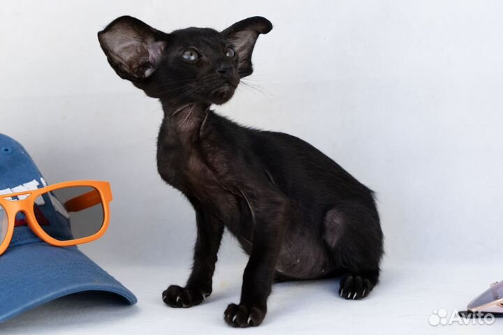 Ориентальные ушастики