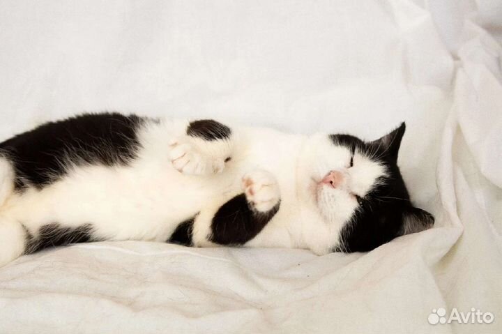 Котик Марат