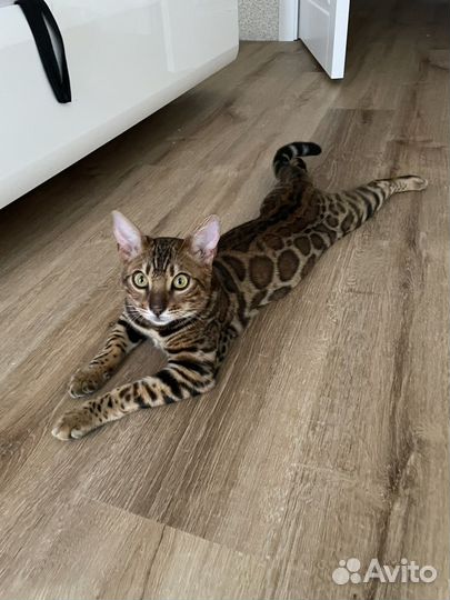 Бенгальский кот вязка