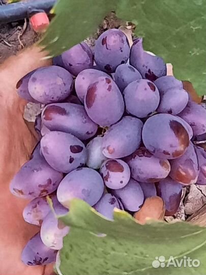 Саженцы и черенки винограда