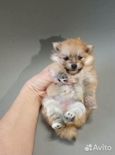 Щенки шпица