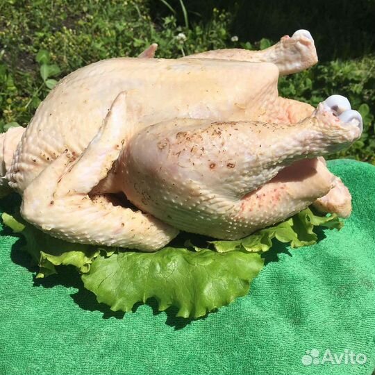 Куры бройлеры тушки мясо