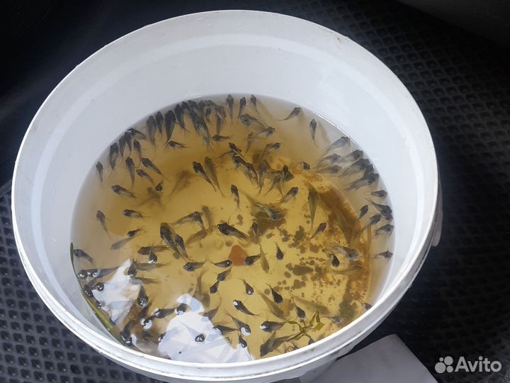 Малки цыхлид