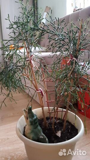 Хатиора (Оленьи рога)