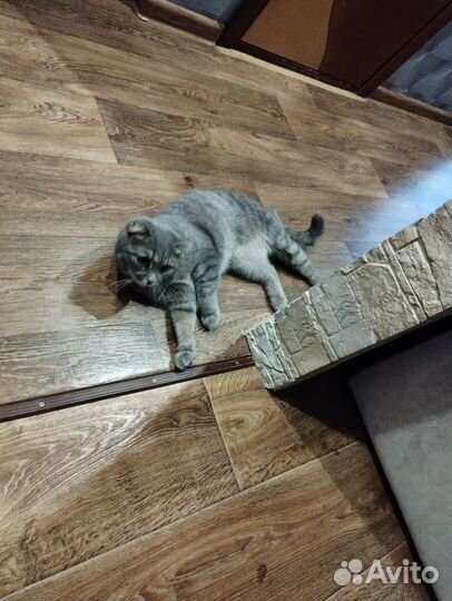 Шотландская кошечка
