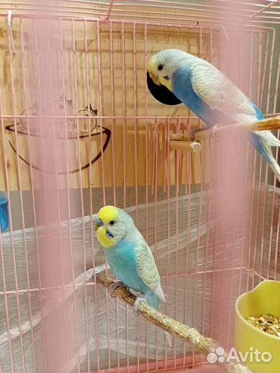 Волнистый попугай