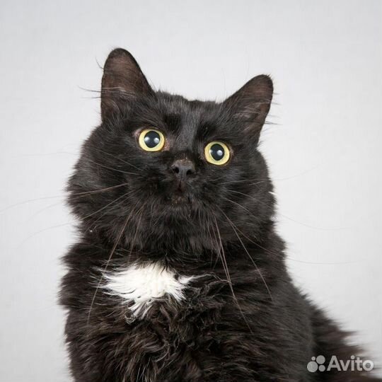 Котик Кузенька в добрые руки