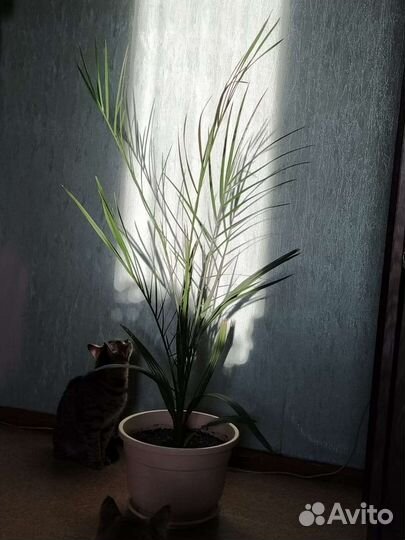 Финиковая пальма