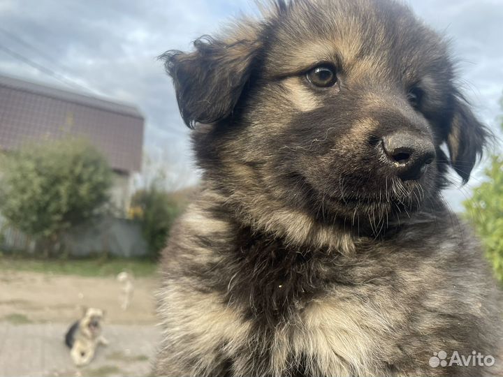 Собака в добрые руки отдам бесплатно
