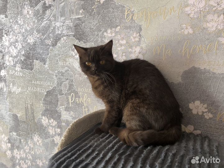 Британская кошка