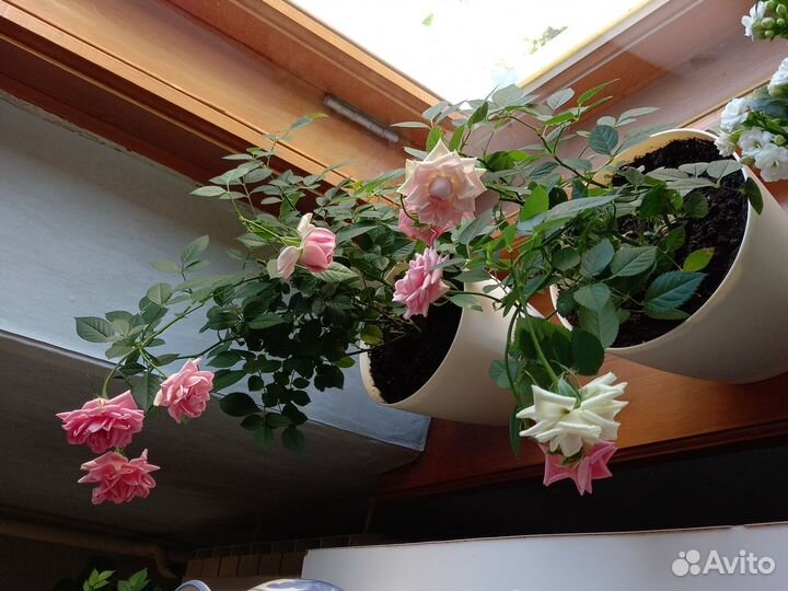 Розы комнатные в большом горшке