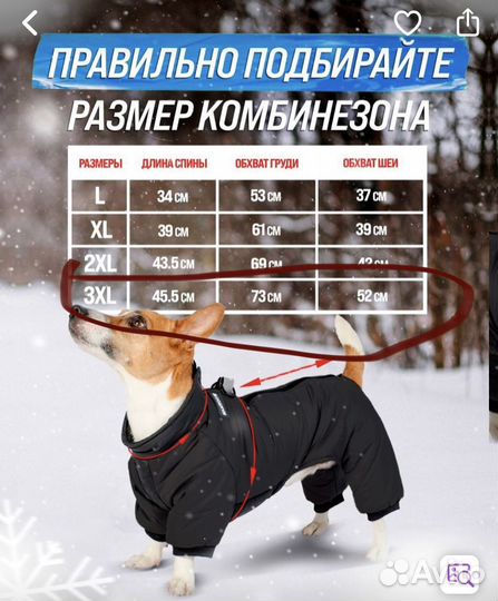 Одежда для средних собак