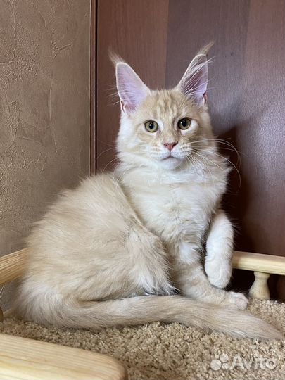 Шикарный котик мейн-кун