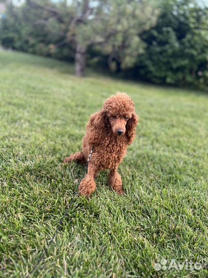 Пудель той РКФ