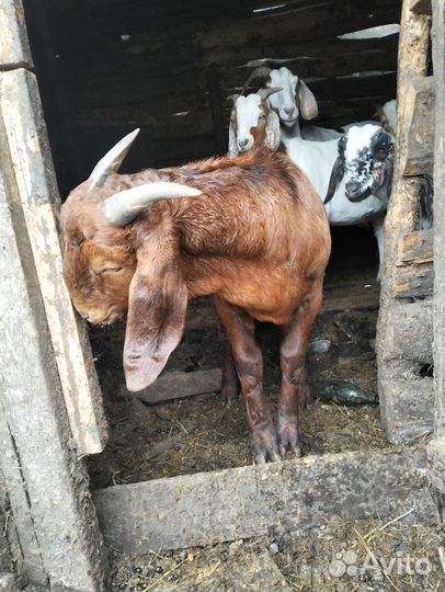 Козлик Калахари рэд