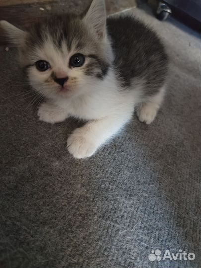 Котеночек
