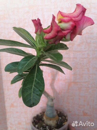 Адениум прививка