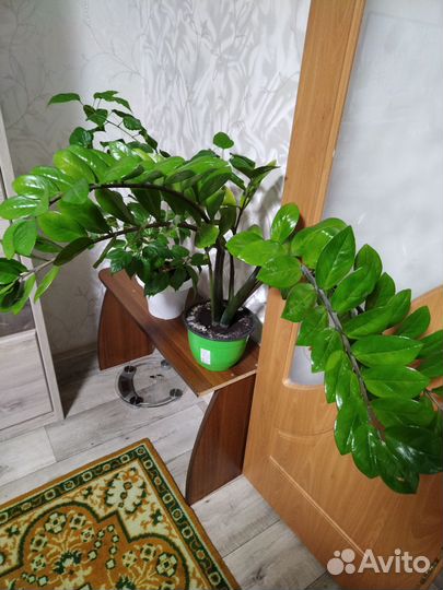 Замиокулькас