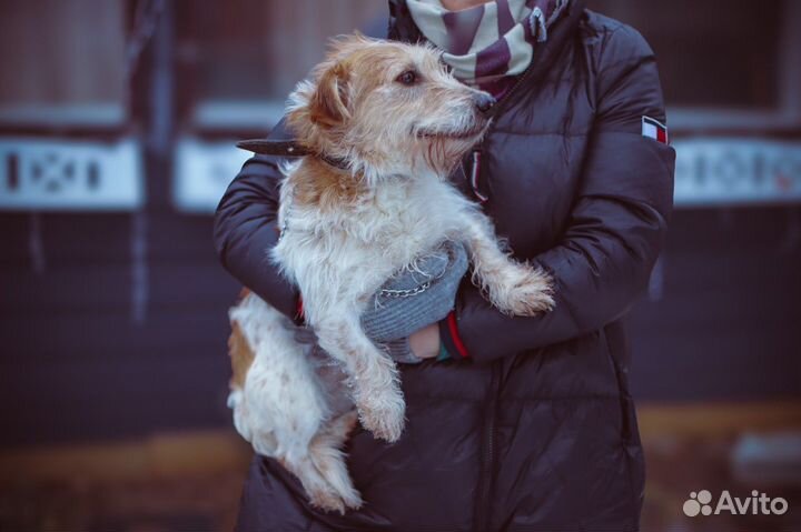 Крошка Гном в добрые руки, метис джека