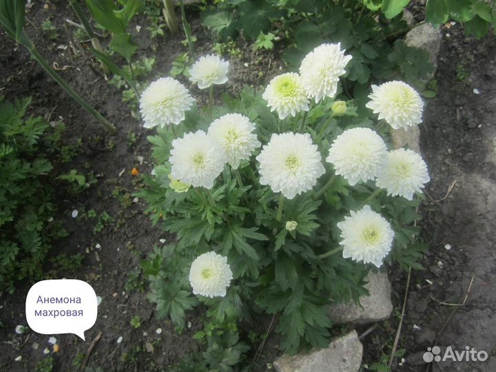 Многолетники ч. 4. Предварительный заказ