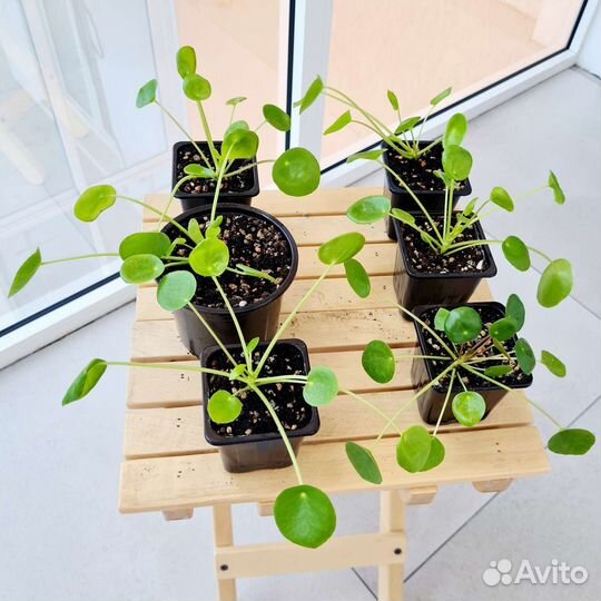 Пилея пеперомиевидная