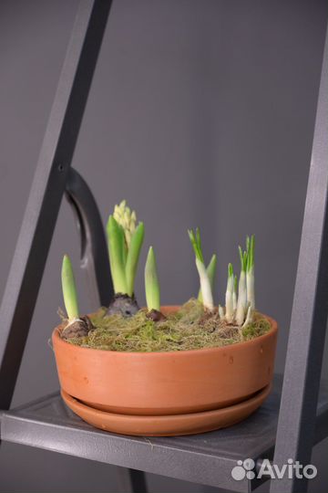 Кашпо с луковичными растениями