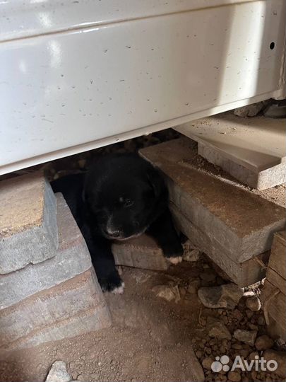 Щенки В добрые руки