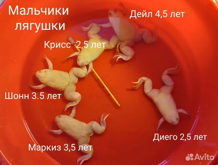 Шпорцевая лягушка
