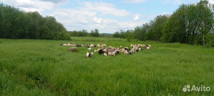 Овцы бараны ягнята оптом, 126 голов