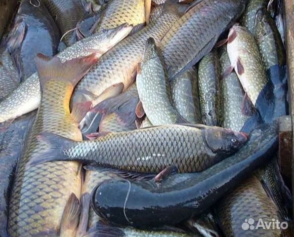 Рыба свежая