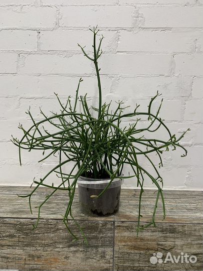 Молочай тирукалли