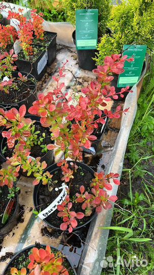 Саженцы ель голубая