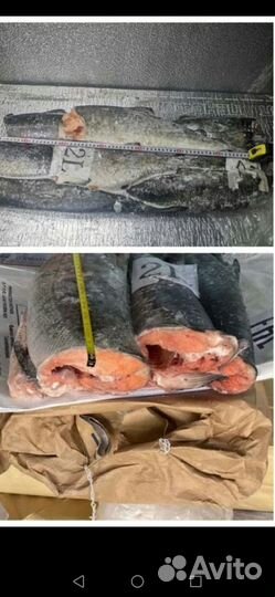 Рыба кижуч