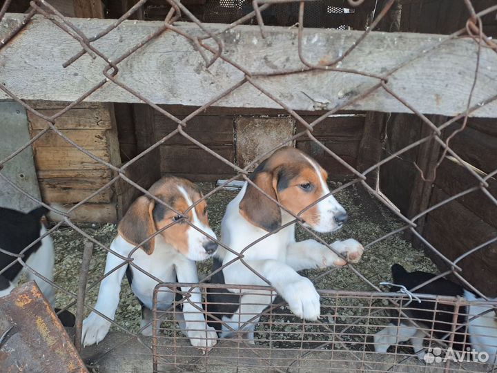 Русская пегая гончая