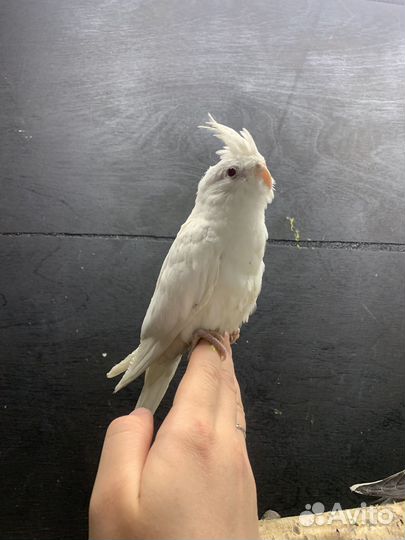 Попугай Пиррура, Розелла, Корелла