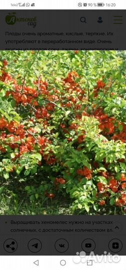 Айва японская