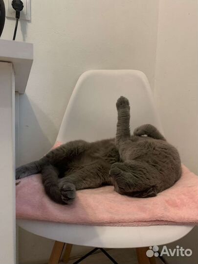 Передержка