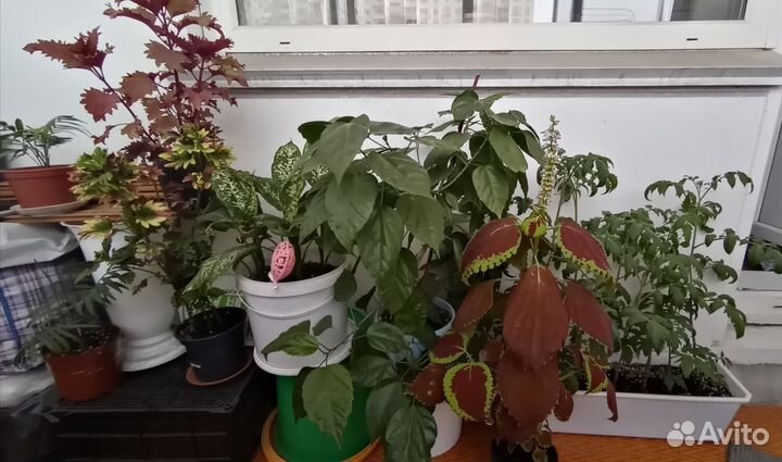 Продам цветы комнатные