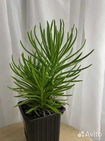 Комнатные растения цветы Сингониум Папоротник