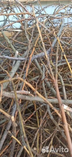 Ветки для грызунов, яблоня и ива