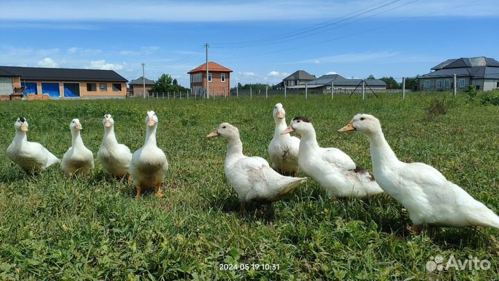 Утки муларды