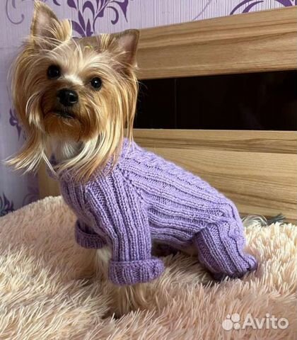 Вязаные вещи для собак мелких пород