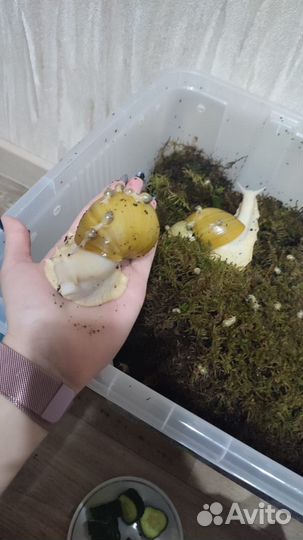 Улитки ахатины