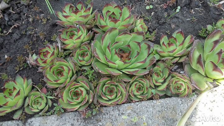 Каменная роза