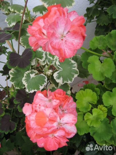 Черенок Пеларгония Герань Golden Anniversary