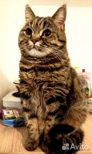 Кошка Василина ищет дом
