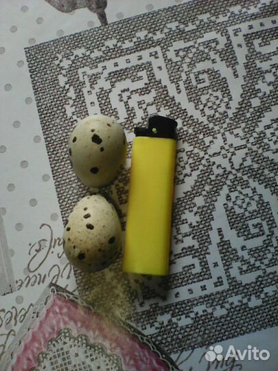 Инкубационные яйца перепела