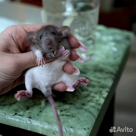 Крыса дамбо. Крысята дамбо. Крысята от Питомника